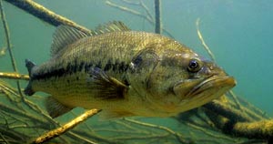 how to catch freshwater bass on lures