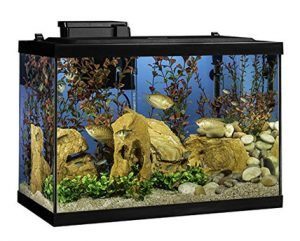 Owning a fish tank or garden pond can help you learn about fish behaviour and feeding patterns.