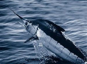 Big blue marlin can be caught off Madeira along with tuna and wahoo.