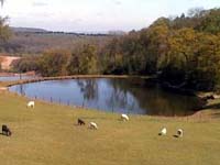 Wyre Dell, Shatterford