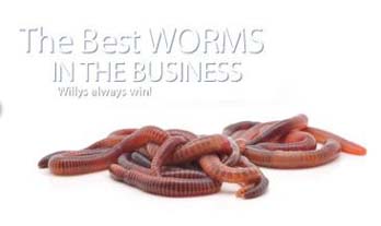 Willy Worms: 'The Best Worms In The Business' – Total Fishing