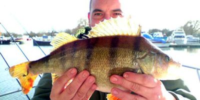 7lbperch.jpg