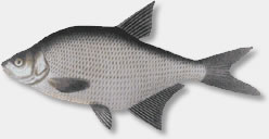 bream1.jpg