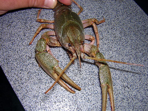 crayfish.jpg