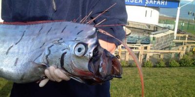 oarfish5.jpg
