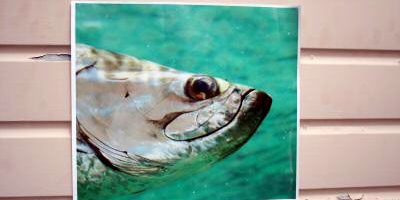 tarponimageweb.jpg