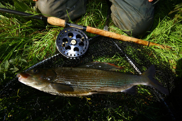 grayling1.jpg