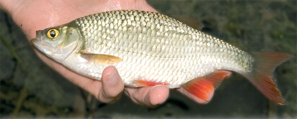 All About Rudd And How To Catch Them – Total Fishing