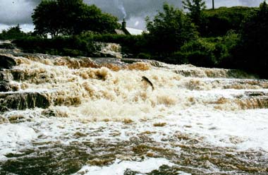 Falls Pool, River Forss, Caithness.