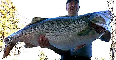 Rodney Ply striped bass