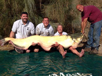 First 200lb Albino Catfish For British Angler