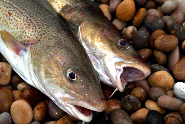 Early Chesil Beach Cod Sport – Total Fishing