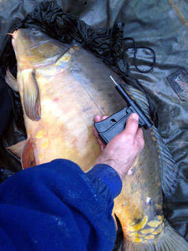 Tagging Barston Carp