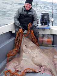 195lb skate taken out of Loch Ryan