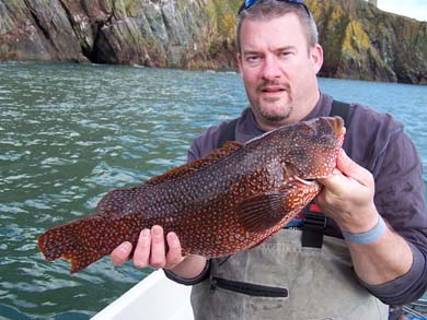 Ballan Wrasse from Loch Ryan