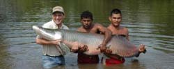 arapaima