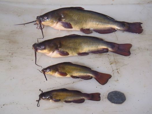 Poisson Chat Catfish Removed From English Lake Total Fishing Poisson Chat Catfish Removed From English Lake Total Fishing