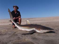 copper shark