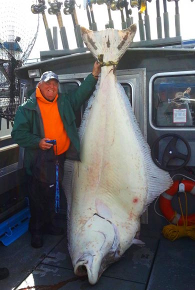 482lb Alaskan halibut