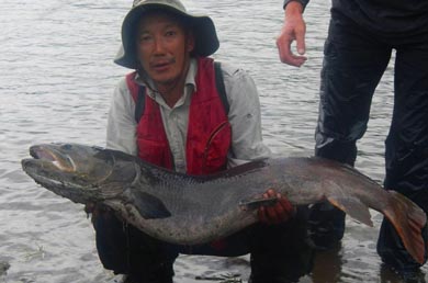 mongolian taimen 40lb plus