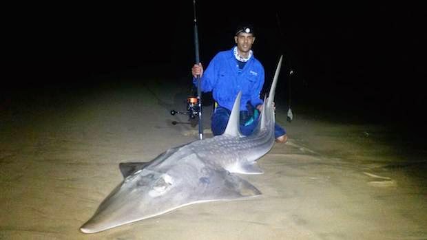 world record guitar fish