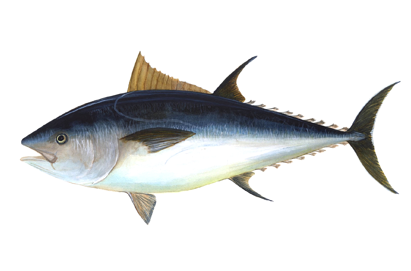 Go to Total Fishing. bluefin tuna.jpg. 