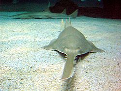 sawfish.jpg