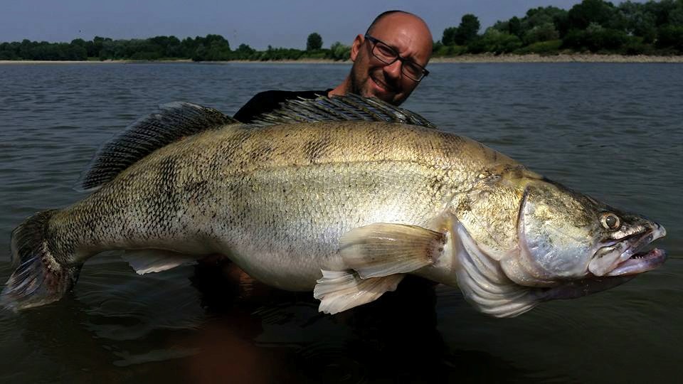 Massive catfish caught in Italy could set world record