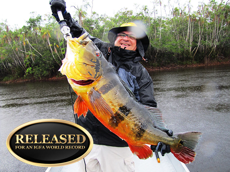 Peacock Bass World Record Claim Total Fishing