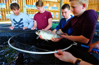 Ghose carp Myerscough College