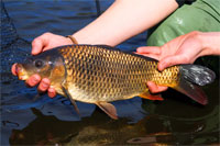 a scale perfect common carp ready for stocking