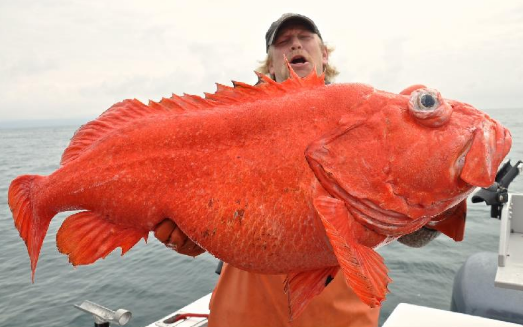 World record rockfish – Total Fishing