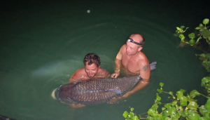 What a beast - this massive Siamese carp weighs in at around 150lb!!!