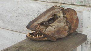 The impressive head of a freshwater wolf fish. Guyana 2016 Pic: www.amazon-angler.com