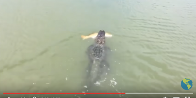 alligator steals fish from young angler