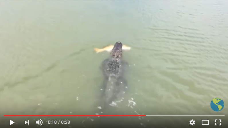 alligator steals fish from young angler