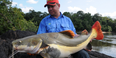 A nice redtail catfish taken from the Amazon Roosevelt Lodge with Amazon-Angler.com