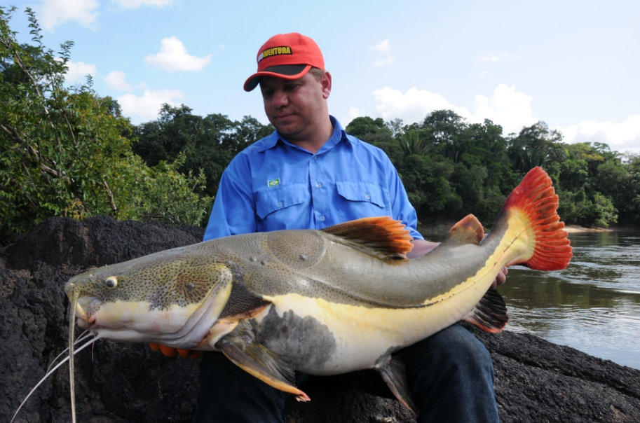 A nice redtail catfish taken from the Amazon Roosevelt Lodge with Amazon-Angler.com