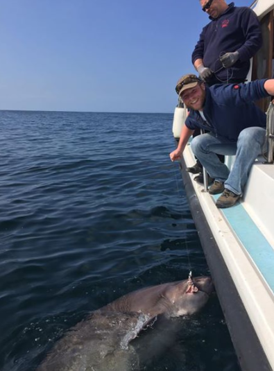 Massive six gill shark caught off ireland