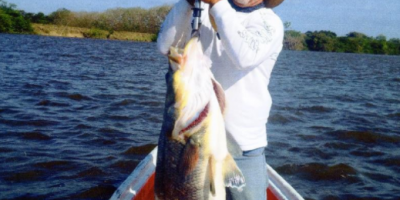 Huge pacific snook