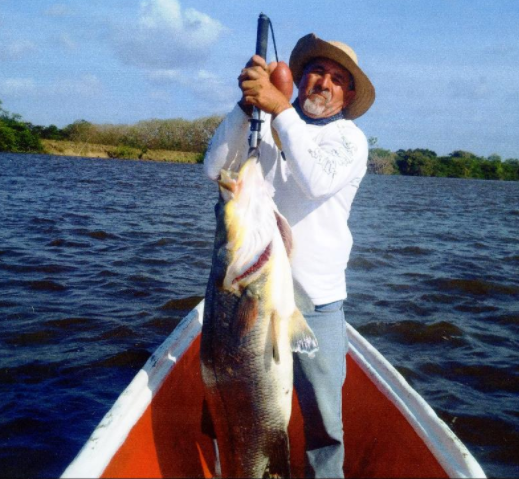 Huge pacific snook