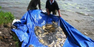 Melview Lodge bream haul