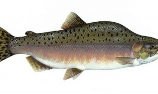 pink or Pacific salmon are turning up in Irish rivers