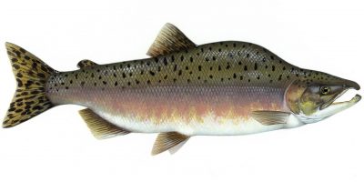 pink or Pacific salmon are turning up in Irish rivers