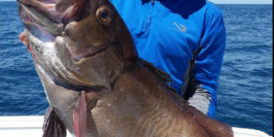 world record star studded grouper