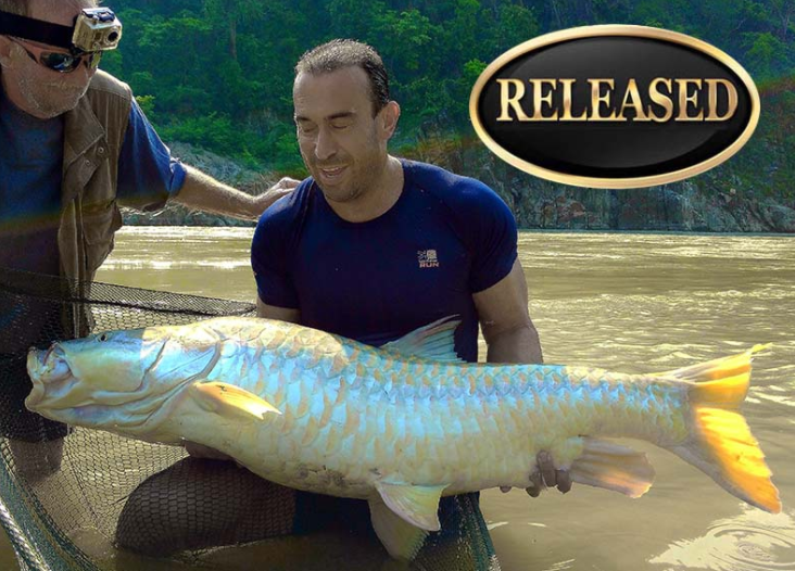 world record golden mahseer