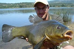 A mighty 15.8lb tench to David Aldana from a public water in Spain.