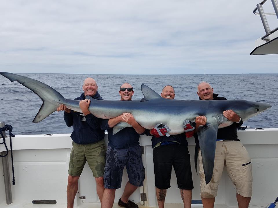 British blue shark record 2017