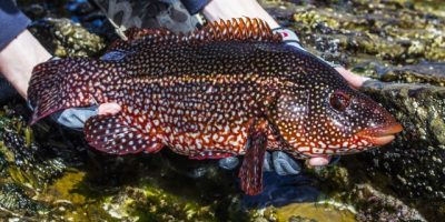 save our wrasse