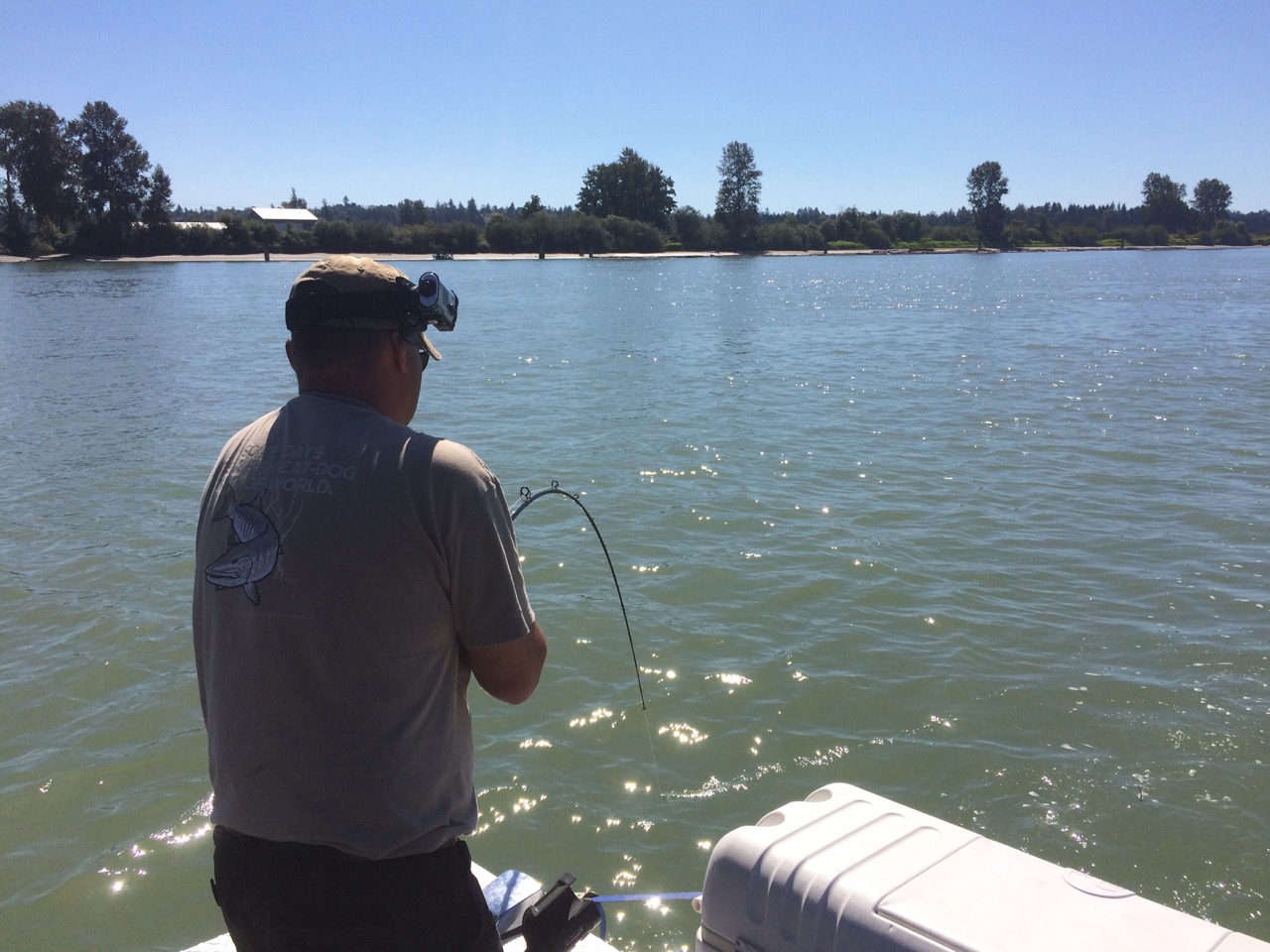 Big, hard fighting sturgeon in spectacular surroundings on the Fraser River. The fish often leap clear of the water. 